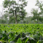 Protea propone i corsi sul tè in collaborazione con la Tea Association of Canada