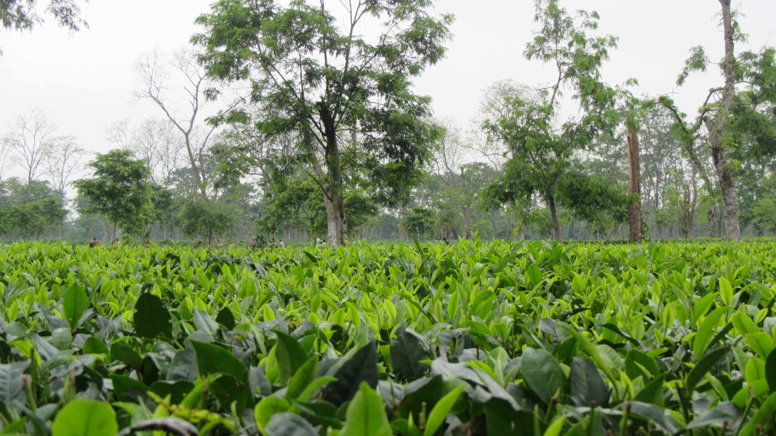 Storico accordo con la Tea and Herbal Association of Canada per la formazione professionale