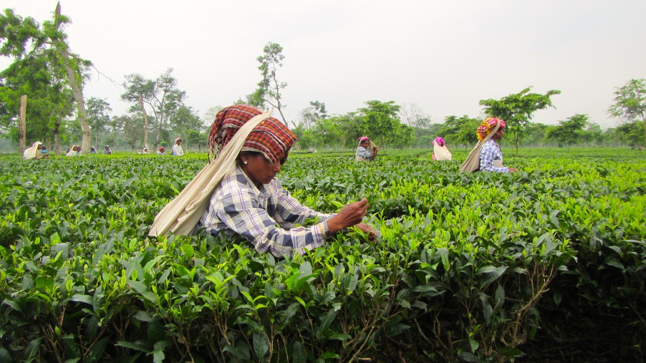 Il corso sul tè TEA 102 approfondisce la produzione del tè nel mondo e i principali Paesi produttori