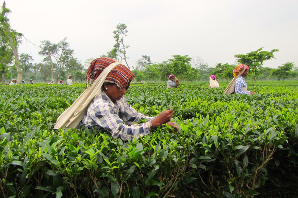 Diventa TAC TEA SOMMELIER® – Nuove date corso Tea 102