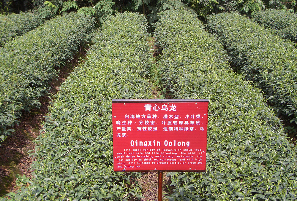 DIVENTA TAC TEA SOMMELIER® – NUOVE DATE CORS0 TEA 104