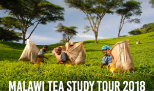 MALAWI TEA STUDY TOUR – 4/10 AGOSTO 2018